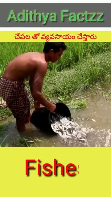 చేపల తో వ్యవసాయం ఎలా చేస్తారు😏||Intresting Facts In Telugu||Amezing Facts In Telugu #shorts #facts смотреть онлайн
