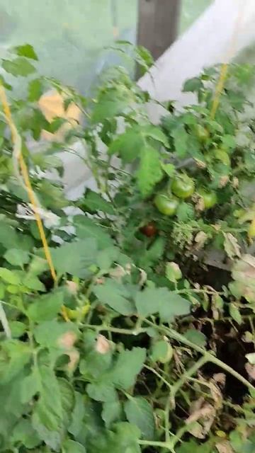 Урожай помидоров в теплице под угрозой из-за фитофторы#shorts #помидоры #tomatoes смотреть онлайн