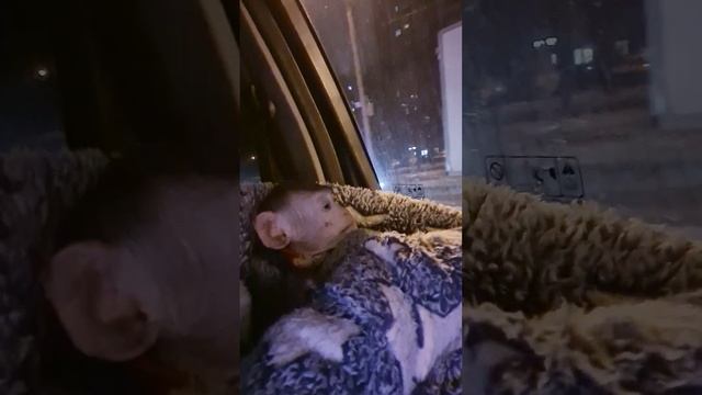 Тоша путешественник смотреть онлайн