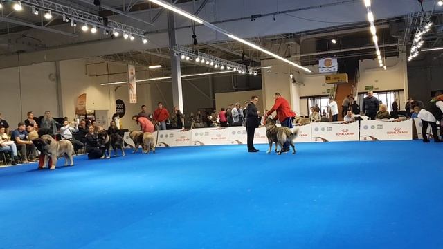 Euro Dog Show 2018 Warshaw -Poland смотреть онлайн