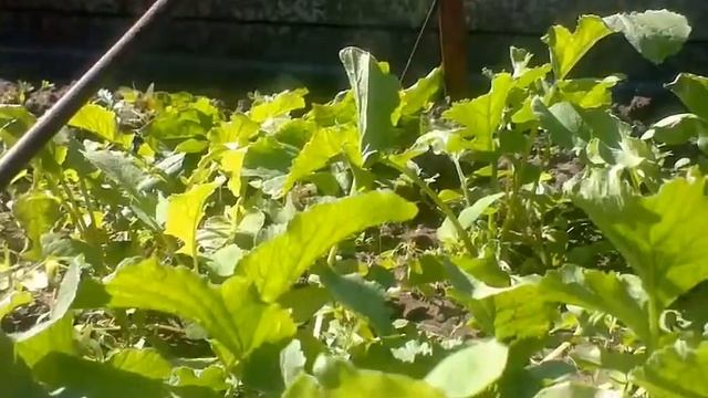 Моя кошка Сима смотреть онлайн