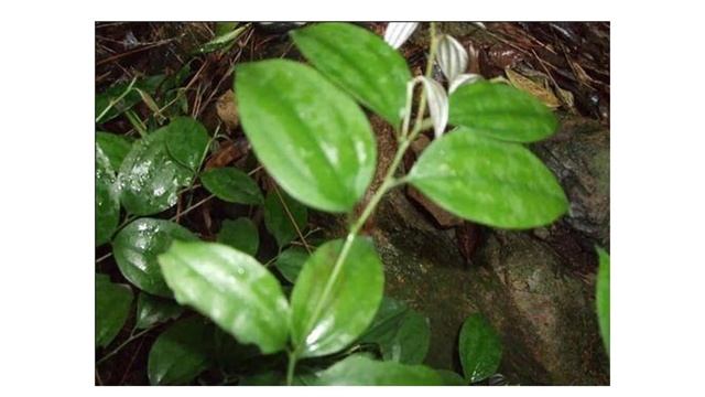 Ô dược, Lindera myrrha Merr смотреть онлайн