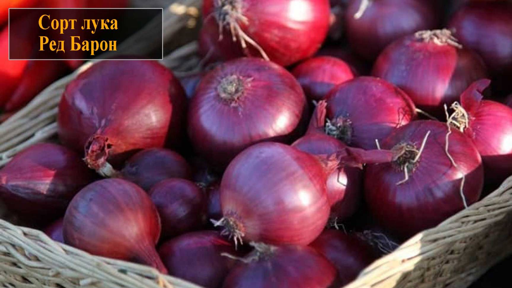 Сорт лука Ред Барон смотреть онлайн