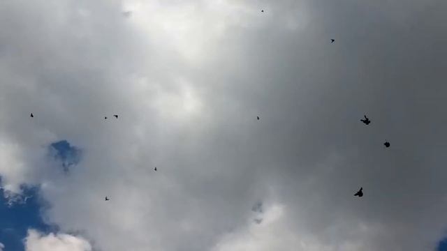 голуби Запорожья смотреть онлайн