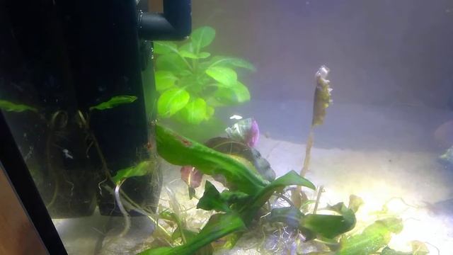 Neocaridina heteropoda var. red vom 18.10.2019 смотреть онлайн