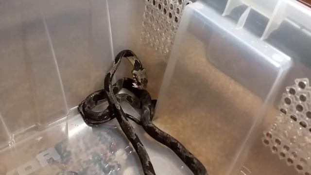 Boiga Blandingii смотреть онлайн