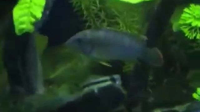 Acquario - apistogramma nijsseni neon смотреть онлайн