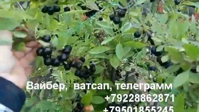 Вишня песчаная Бессея-4 сортотипа. смотреть онлайн