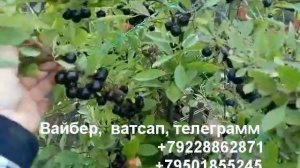 Вишня песчаная Бессея-4 сортотипа.