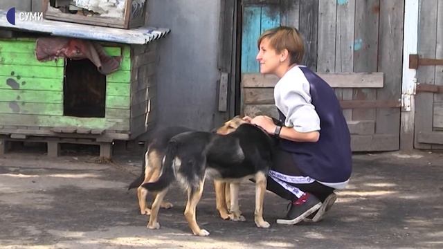 У Сумах влаштують виставку-фестиваль, аби знайти дім безпритульним тваринам смотреть онлайн