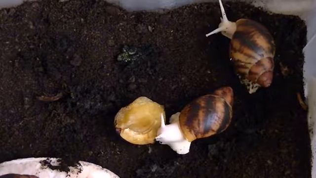 Archachatina marginata albino body смотреть онлайн