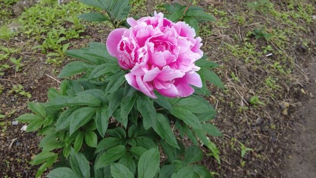 #150 【実写レビュー】APS-C用レンズ「Pergear 25mm F1.7」で芍薬のお花を撮影！ смотреть онлайн