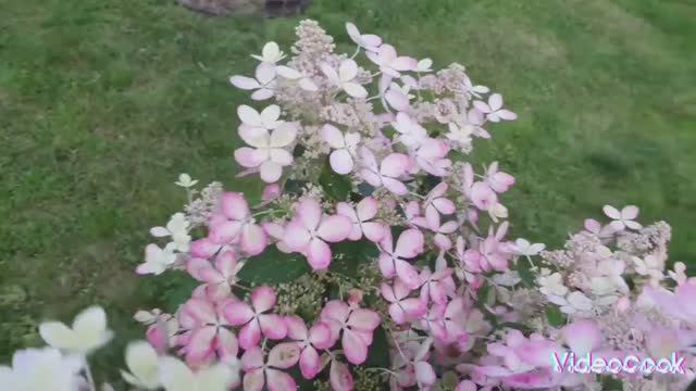 12. Гортензии в ландшафте. Роскошное цветение гортензий. Сад, август 2024. смотреть онлайн