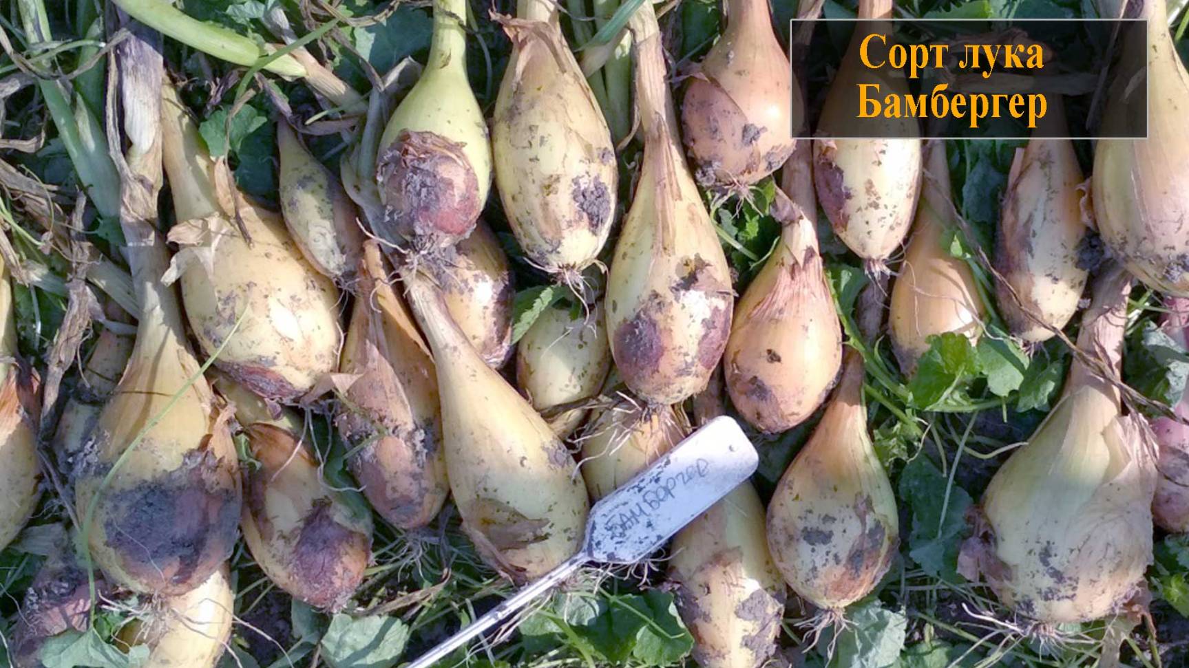 Лук сорта Бамбергер смотреть онлайн