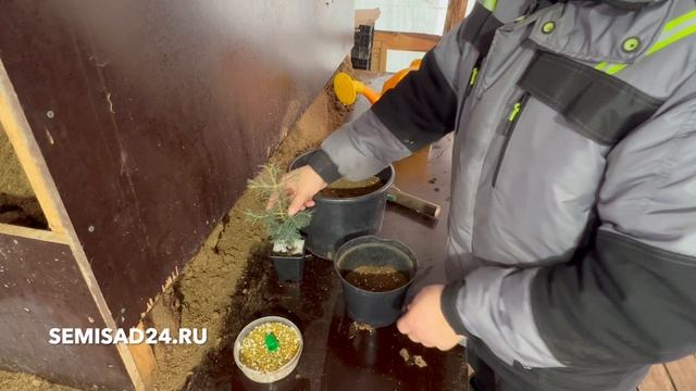 Как сохранить саженец до весны смотреть онлайн