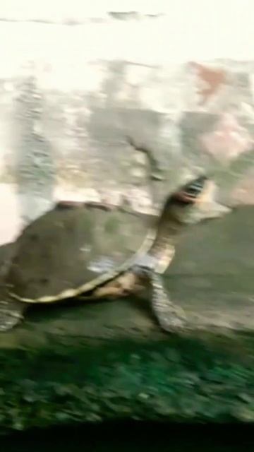 The Indian Roof turtles at morning // The Turtles смотреть онлайн