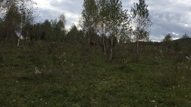 Продаж коней гуцульської породи смотреть онлайн