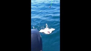 Борода и скаты