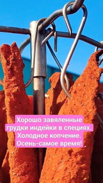 Хорошо завяленные грудки индейки в специях. Холодное копчение. Осень-самое время! смотреть онлайн