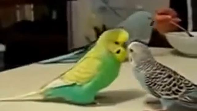 Три болтливых попугая прикалываются смотреть онлайн