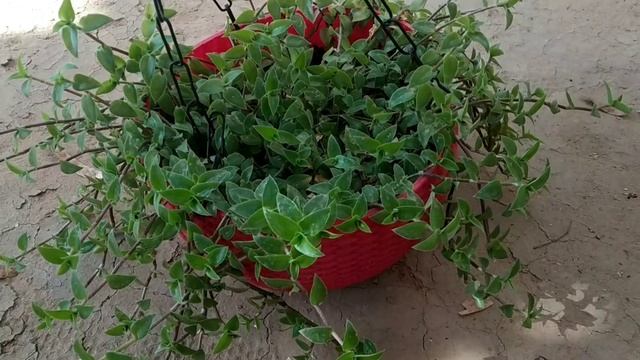 Turtle Vine Growing & Caring Tips/How to grow turtle vine/How to make turtle vine bushy смотреть онлайн