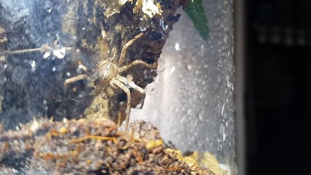 Mi Araña Pisaura cazando un grillo смотреть онлайн