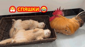 Старый Петух с Котятами проводит время 🐓😹😹