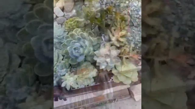 Dream’s Succulents Time смотреть онлайн