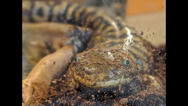 Sal Salamander Wants To Be A Superhero смотреть онлайн