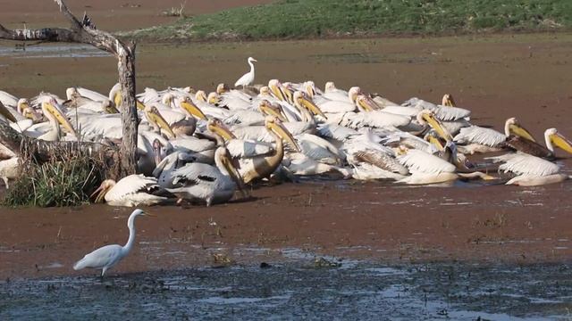 Pelicans смотреть онлайн