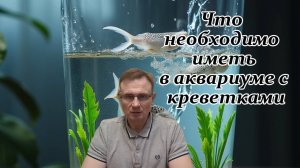 Что необходимо иметь в аквариуме с креветками