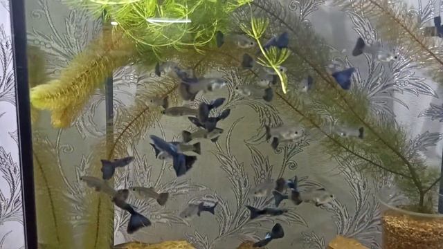 гуппи новое поколение смотреть онлайн