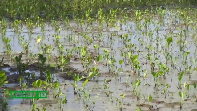 #33 here we call it with genjer plant смотреть онлайн