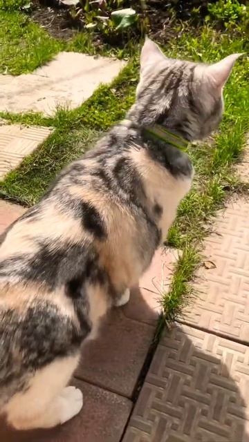#смешныевидео #тикток #приколысживотными #домашниеживотные #кошки #приколыскотами #дача #inspector смотреть онлайн