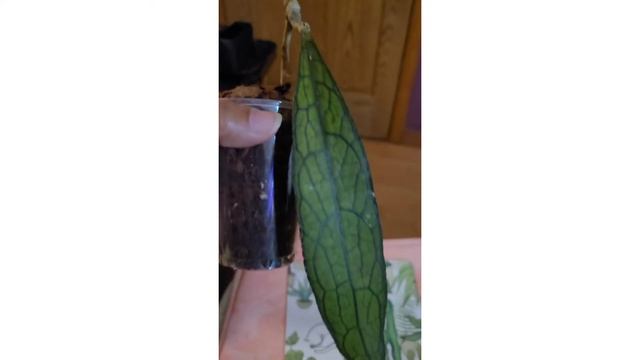 Hoya Clemensiorum!/wishlist Hoya..