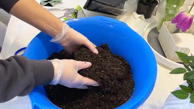 Сезон ОТКРЫТ! Первая рассада! Подготовка грунта! смотреть онлайн