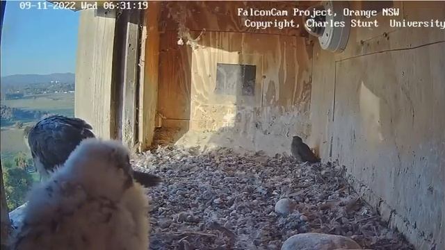 FalconCam 2022 11 09 Starling drama смотреть онлайн