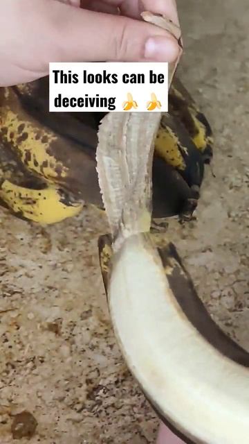 #peeling #banana #overripebananarecipe #bakingislife #bakinghacks #bakingisfun смотреть онлайн
