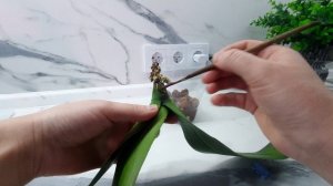 У орхидеи НЕТ КОРНЕЙ Как нарастить корни орхидеи без корней