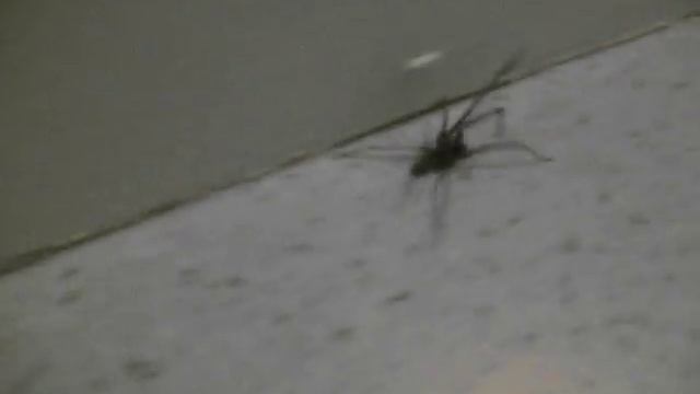 Grosse araignée domestique смотреть онлайн