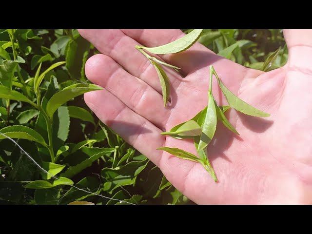 Скручивание и ферментация чайного листа дома. смотреть онлайн