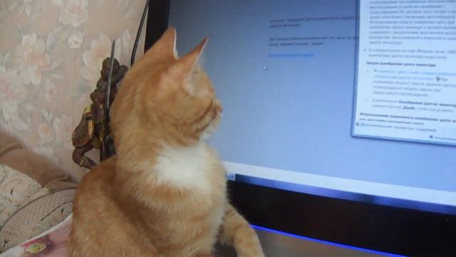 Кеша наблюдает за курсором смотреть онлайн