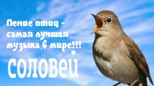 Слушая пение соловья, вы окунетесь в сказку весеннего леса и пробуждающейся природы...
