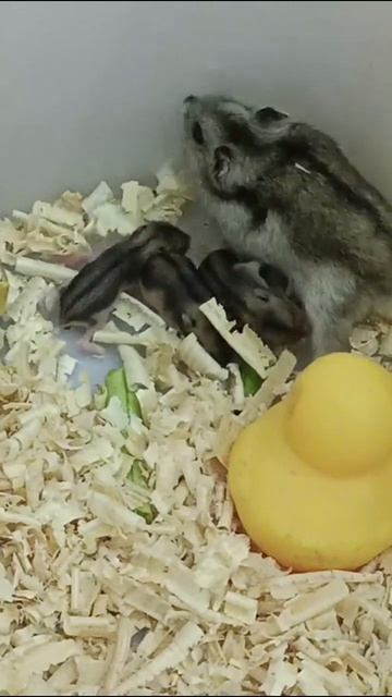What Kind Of The First Food For First Day For Babies Hamster смотреть онлайн