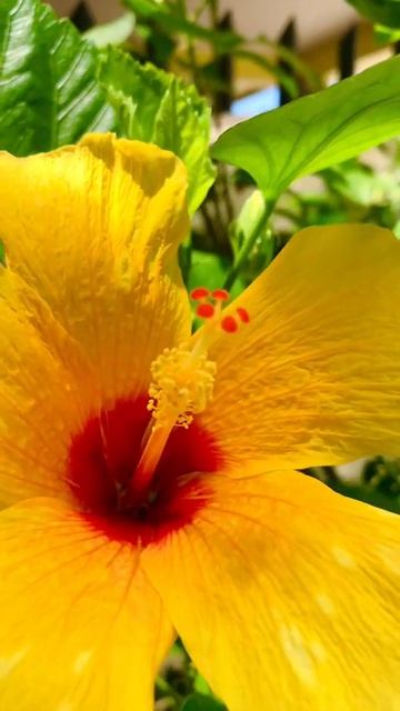 YELLOW HIBISCUS FLOWER #Shorts смотреть онлайн