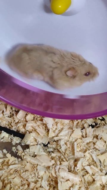 run hamster run смотреть онлайн
