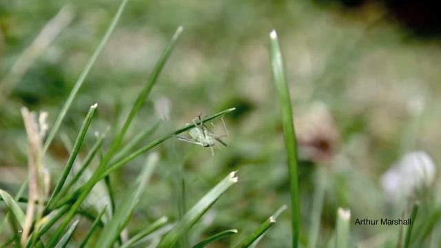 Little Green Bug смотреть онлайн