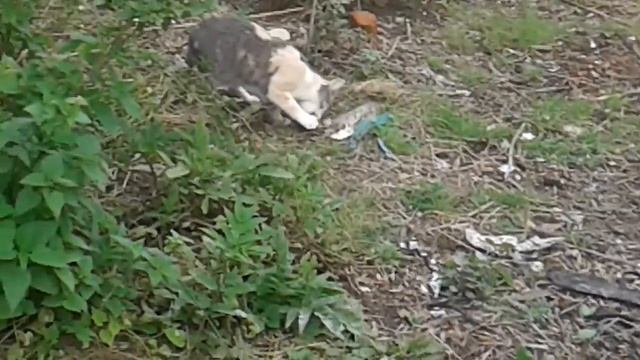 Кошка кушает рыбу(1) смотреть онлайн