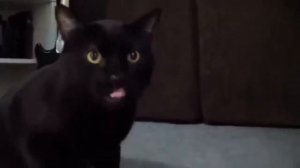 Поющий кот смешно поет песню!