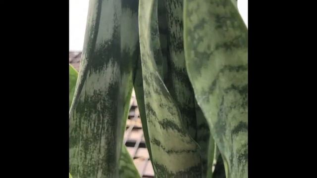 Sansevieria trifasciata смотреть онлайн